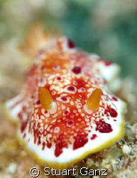 Red Spotted Nudibranch, Taken @ Sharks Cove, Oahu. I used... by Stuart Ganz 